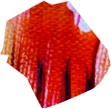 Imagen decorativa roja